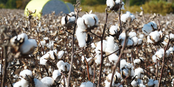 From Farm to Runway: The Luxurious Journey of Cotton in the Fashion Industry